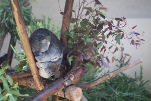 316-4854 San Diego Zoo - Sleeping Koala